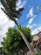 Vendo Palmeira