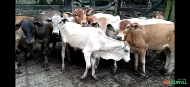 Bezerros de corte Imagem Bezerros de corte