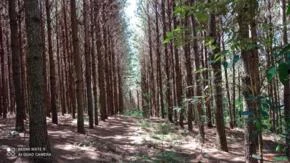 Procuro Floresta de pinos Eliot