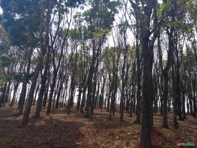 MOGNO BRASILEIRO Imagem MOGNO BRASILEIRO