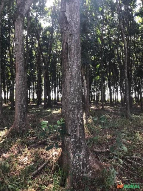 Imagem MOGNO BRASILEIRO Imagem MOGNO BRASILEIRO