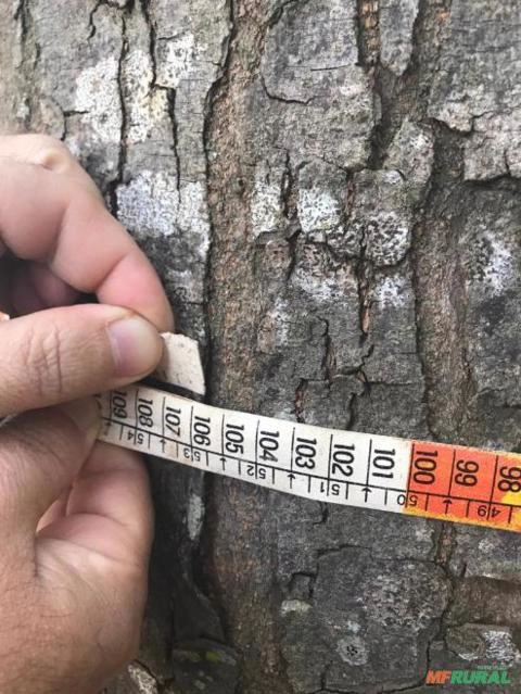 Imagem MOGNO BRASILEIRO Imagem MOGNO BRASILEIRO