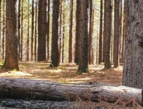 Floresta de Pinus Rio Grande