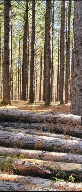Floresta de Pinus Rio Grande