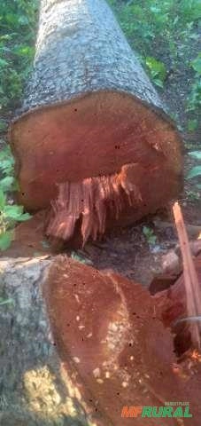 Cedro Australiano Imagem Cedro Australiano