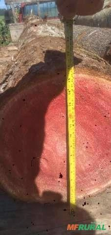 Cedro altraliano Imagem Cedro altraliano