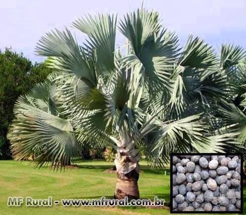 SEMENTES DE PALMEIRA AZUL