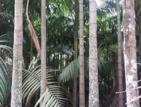 Plantação de Palmeira real com cerca de 50 mil pés.