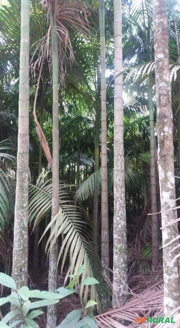 Plantação de Palmeira real com cerca de 50 mil pés.