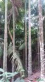 Plantação de Palmeira real com cerca de 50 mil pés. Imagem Plantação de Palmeira real com cerca de 50 mil pés.
