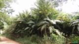 Plantação de Palmeira real com cerca de 50 mil pés. Imagem Plantação de Palmeira real com cerca de 50 mil pés.