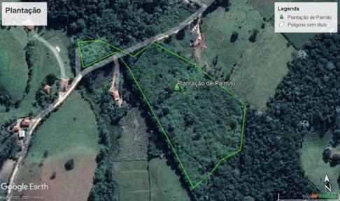 Imagem Plantação de Palmeira real com cerca de 50 mil pés. Imagem Plantação de Palmeira real com cerca de 50 mil pés.
