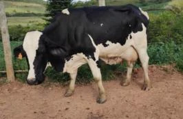 Vacas de leite