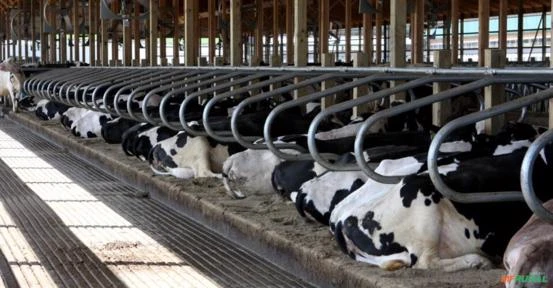 Fazenda com sistema para vacas de leite em Maravilha SC