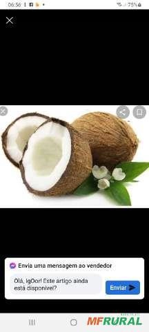 Vendedor coco seco Imagem Vendedor coco seco