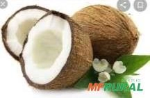 Vendedor coco seco Imagem Vendedor coco seco