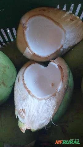 Poupa de coco verde
