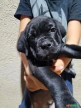 Lindos filhotes de Cane Corso