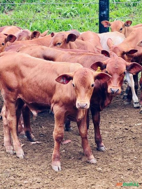 Venda de Tourinhos Senepol Imagem Venda de Tourinhos Senepol