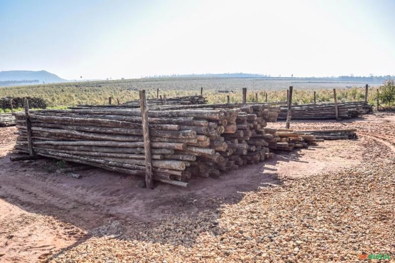 Madeira Tratada Eucalipto Imagem Madeira Tratada Eucalipto