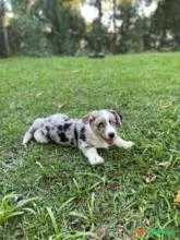 Filhote Welsh Corgi Cardigan