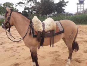 égua crioula mansa boa pra criança, passeio cavalgada e laço