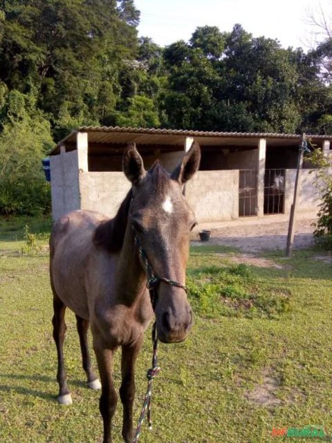 Tordilho Negro