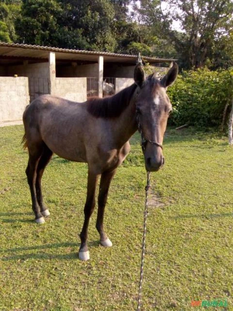 Tordilho Negro