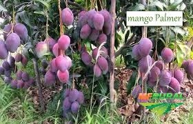Imagem Manga Palmer Imagem Manga Palmer