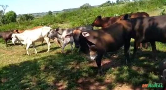 Imagem Lote de 100 vacas Imagem Lote de 100 vacas