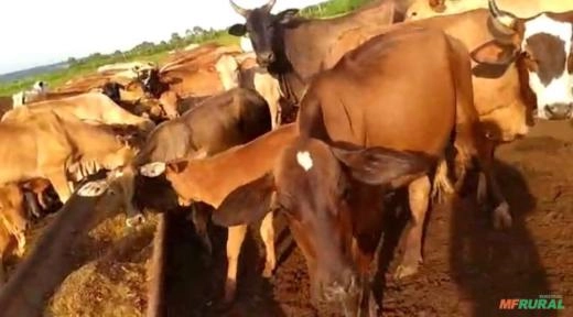 Imagem Lote de 100 vacas Imagem Lote de 100 vacas