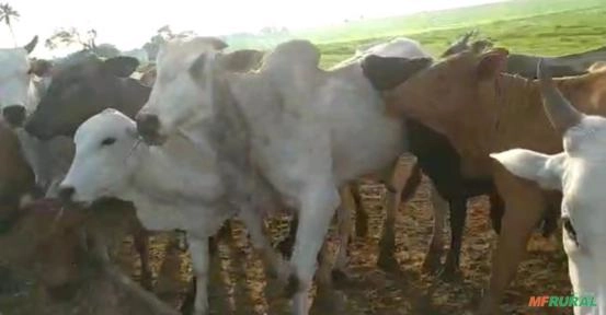 Imagem Lote de 100 vacas Imagem Lote de 100 vacas