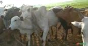 Lote de 100 vacas Imagem Lote de 100 vacas
