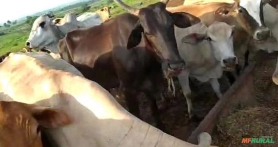 Imagem Lote de 100 vacas Imagem Lote de 100 vacas