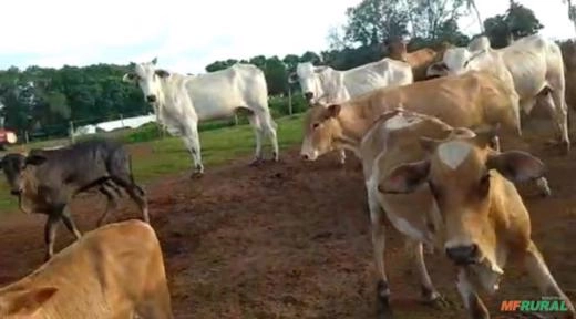 Imagem Lote de 100 vacas Imagem Lote de 100 vacas