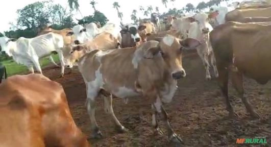 Imagem Lote de 100 vacas Imagem Lote de 100 vacas