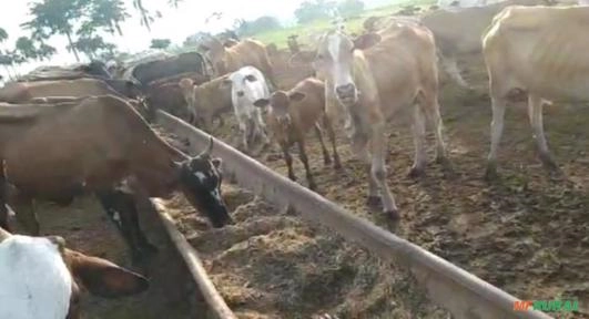 Imagem Lote de 100 vacas Imagem Lote de 100 vacas