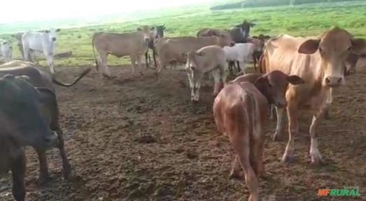 Imagem Lote de 100 vacas Imagem Lote de 100 vacas