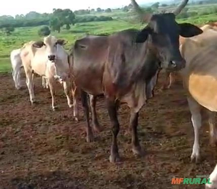 Imagem Lote de 100 vacas Imagem Lote de 100 vacas