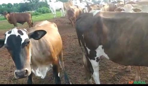 Imagem Lote de 100 vacas Imagem Lote de 100 vacas