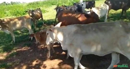 Imagem Lote de 100 vacas Imagem Lote de 100 vacas