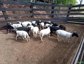 cordeiro, burregas, ovelha e carneiro
