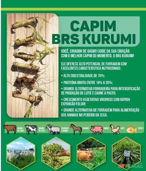 Mudas de capim Kurumi Imagem Mudas de capim Kurumi