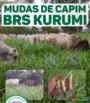 Mudas de capim Kurumi