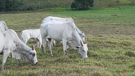 Matrizes Nelore PO Imagem Matrizes Nelore PO