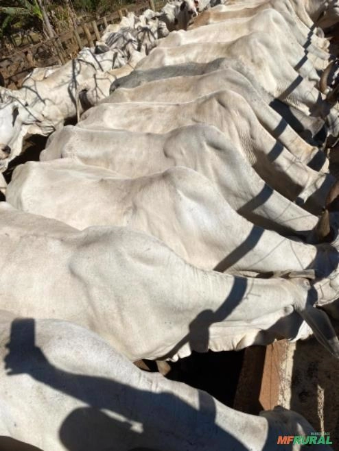 Vendo bezerros/garrotes nelore Imagem Vendo bezerros/garrotes nelore