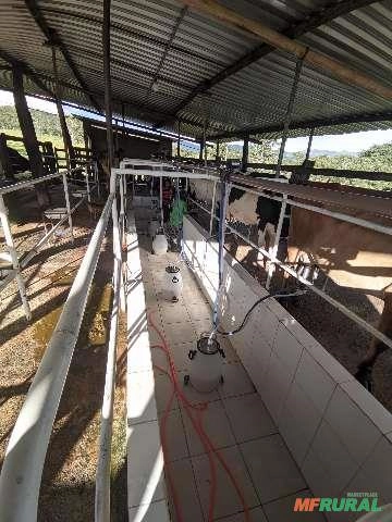 Imagem ORDENHA REAFRIO GOLD Imagem ORDENHA REAFRIO GOLD