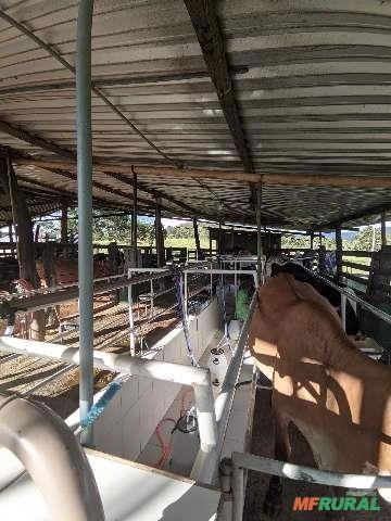 Imagem ORDENHA REAFRIO GOLD Imagem ORDENHA REAFRIO GOLD