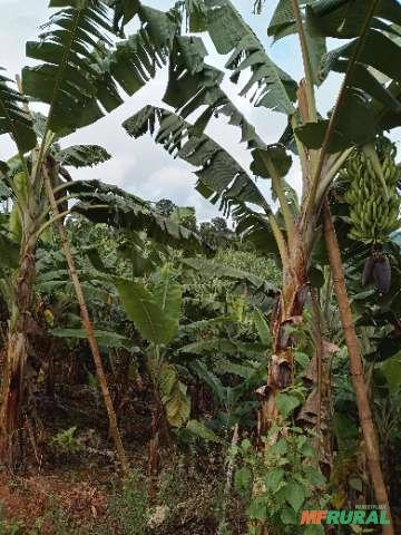 ROÇA DE BANANA DA TERRA A VENDA Imagem ROÇA DE BANANA DA TERRA A VENDA
