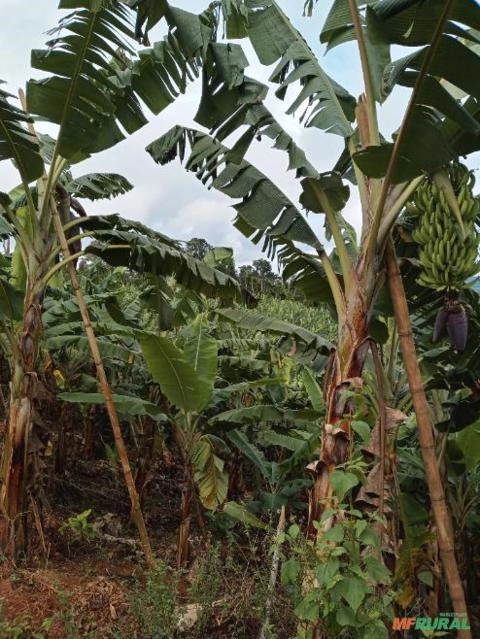 ROÇA DE BANANA A VENDA EM MUTUÍPE BAHIA Imagem ROÇA DE BANANA A VENDA EM MUTUÍPE BAHIA